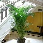 绿色植物出租 上海植物租赁 绿化公司 植物出租公司
