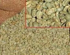 供应09-10年云南咖啡生豆