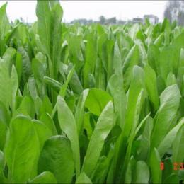 菊苣 養兔牧草種子 山東牧草養兔