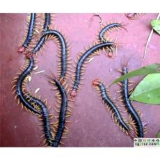 供应上海蜈蚣收购公司 上海蜈蚣收购企业 上海蜈蚣收购商