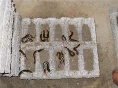 供应上海蜈蚣养殖 上海蜈蚣用途 上海蜈蚣作用