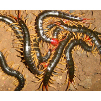 供应上海蜈蚣的繁殖与虫种培育