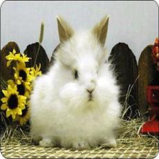 长毛兔 法系安哥拉兔 高产长毛兔 彩色长毛兔