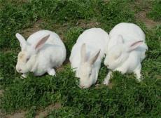 肉兔 獭兔等各种种兔