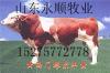 西藏阿里有大规模肉牛养殖场吗国内肉牛品种