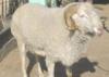山东济宁最新肉羊价格 最新肉羊行情 肉羊养殖技术