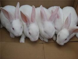 獭兔 獭兔养殖场 2011獭兔养殖价格 獭兔行情