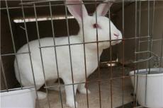 獭兔价格 2011年獭兔品系价格 什么品系獭兔最好