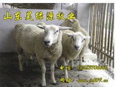 江西肉羊市场价格江西肉羊养殖场江西肉羊养殖技术