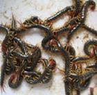 供应上海优质蜈蚣支种虫合同回收商品虫