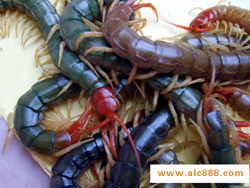供应上海蜈蚣免费供种 联合养殖