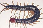 供应上海蝎子养殖技术 蜈蚣种虫 黄粉虫养殖技术