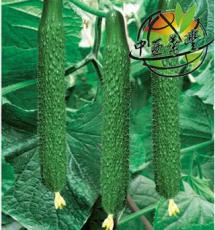 进口 绿箭一号F1-黄瓜种子